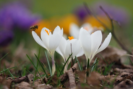 bee in flight to a blooming flower in search of pollenの写真素材