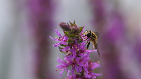 bee searching pollen on blooming flowerの写真素材