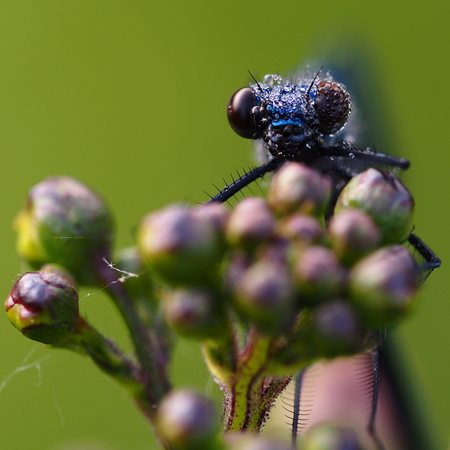 close-up of the eyes of a dragonflyの写真素材