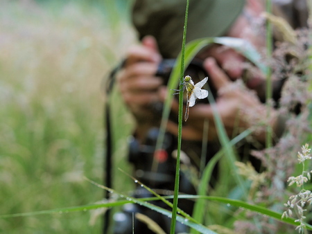 nature photographer taking a picture of a dragonfly on a grass stalkの写真素材