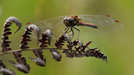dragonfly with spread wings on fern leafの写真素材