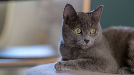 gray kitten sitting on a chairの写真素材