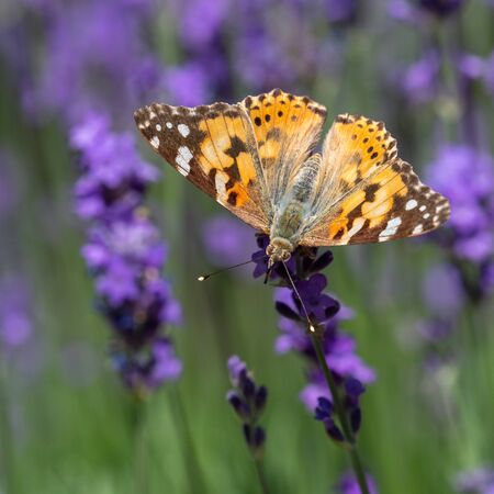 butterfly with spread wings on blooming lavender flowersの写真素材