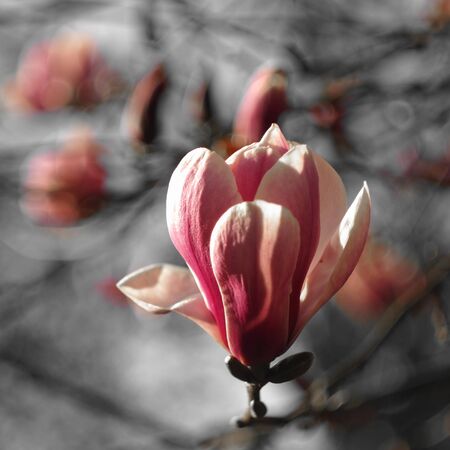 magnolia flower blooming in springtimeの写真素材