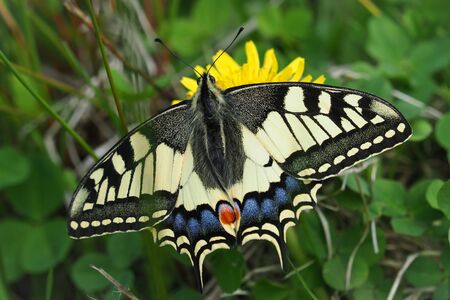 swallowtail butterfly on a yellow flowerの写真素材