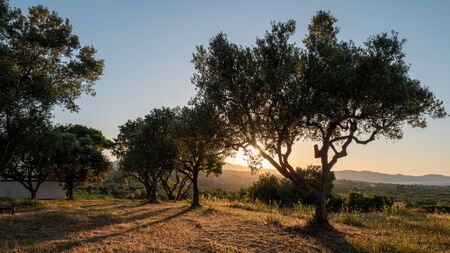 olive trees during sunset on the island of Zakynthos, Greeceの写真素材