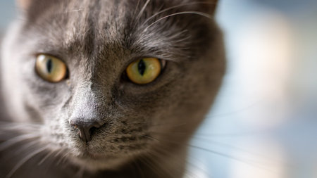 nose of a gray kittenの写真素材