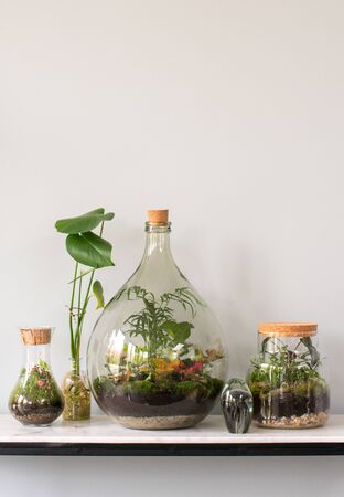 collection of ecosystem terrariaの写真素材
