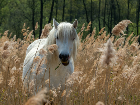 wild horse in a field of reedsの写真素材