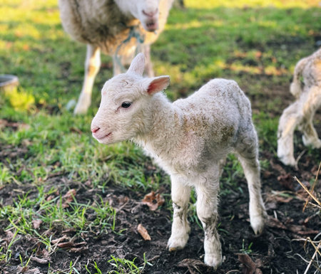 newborn lambs in a field on a farm