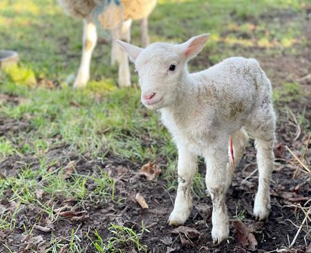 newborn lamb on a farmの写真素材