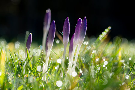 crocus flowers blooming in dew covered grassの写真素材