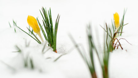 yellow crocus flowers peaking  through the snowの写真素材