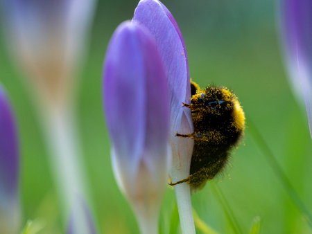 bumblebee in search of pollen on a purple crocus flowerの写真素材