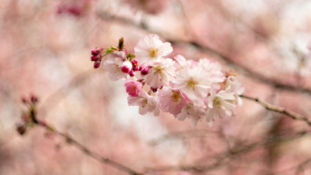 closeup of blooming cherry blossoms in an orchard