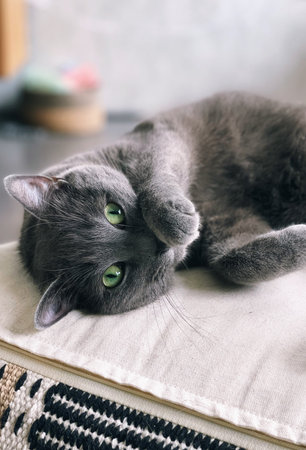 portrait of a playful gray kittenの写真素材