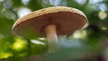 mushroom growing in the forest during autumnの写真素材