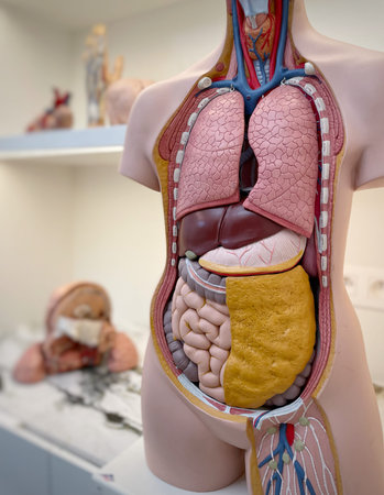 Human internal organs of human body in medical laboratory. Anatomical model.の写真素材