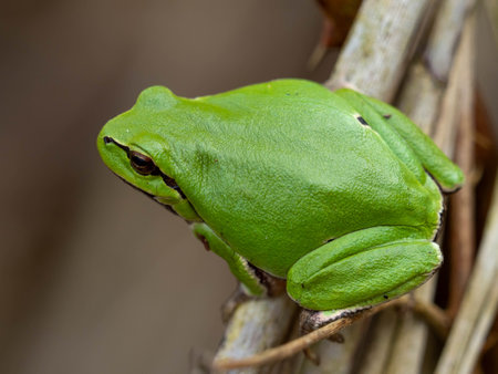 Green tree frog (Hyla arborea) on a branchの写真素材