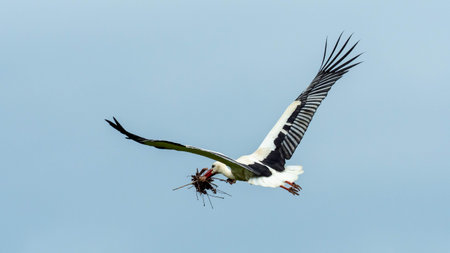 White stork flying with nest material in its beak in the wildの写真素材