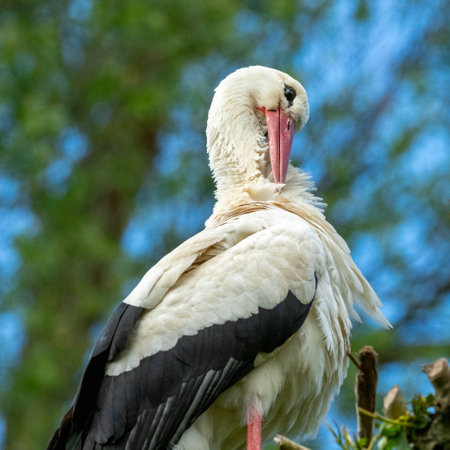 White stork in the wild, close-up of head and neckの写真素材