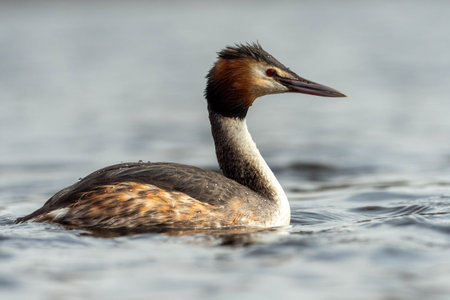 Great crested grebe (Podiceps cristatus) swimming on the water