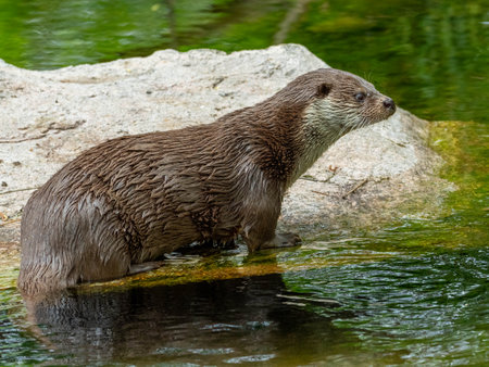 European small-clawed otter (Lutra lutra) standing on a rock in the riverの写真素材
