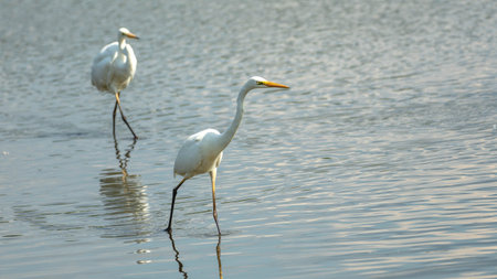 Great white egret, Ardea alba, in the waterの写真素材
