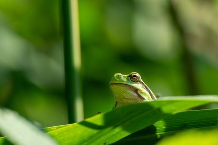 Tree frog on a blade of grass in the sun. Close upの写真素材