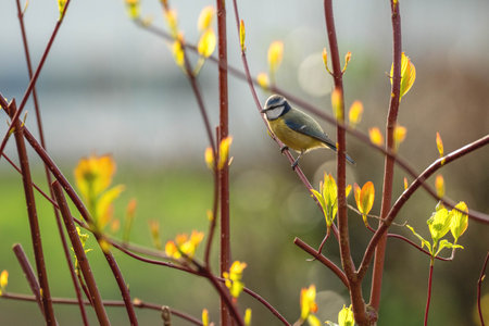 Blue tit (Cyanistes caeruleus) on a branch in springtimeの写真素材
