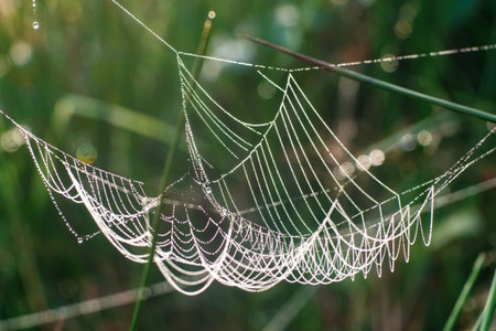 spider web with dew drops in morning dew, close upの写真素材