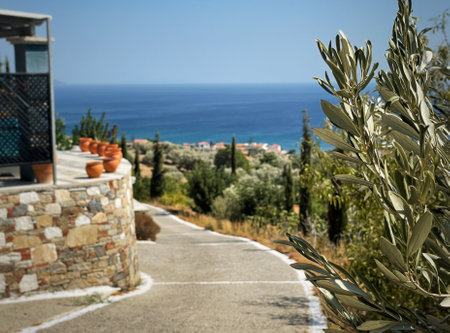 Greece, Samos island, landscape with olive trees and sea viewの写真素材