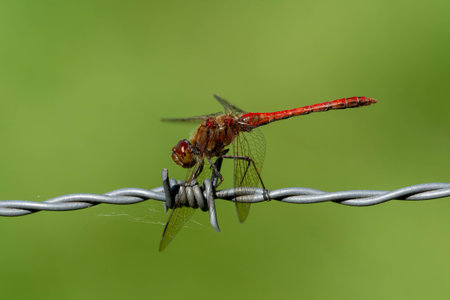 Close up of a red dragonfly resting on a barbed wireの写真素材