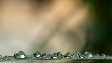 Water drops on a blade of grass in the morning. Natural background.の写真素材