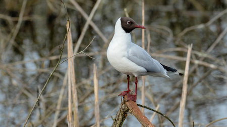 Black-headed Gull (Larus ridibundus) perched on a branchの写真素材