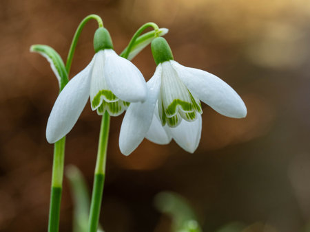 Beautiful snowdrop flowers in the forest. Close-up.の写真素材
