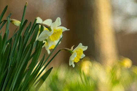 Daffodils in the garden. Spring flowers. Spring background.の写真素材