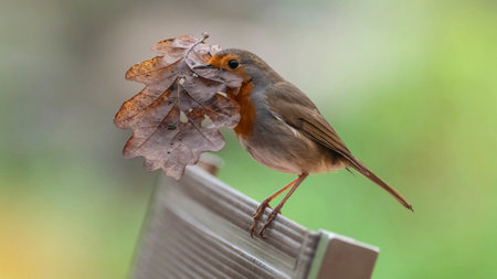 Robin with a leaf in its beak, sitting on a chairの写真素材
