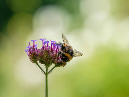 Bumblebee on a purple flower collects nectar and pollen.