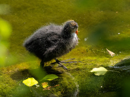 Cute baby coot chick standing on the bank of a pondの写真素材