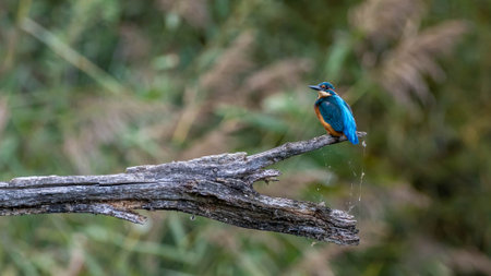 Kingfisher (Alcedo atthis) perched on a branchの写真素材