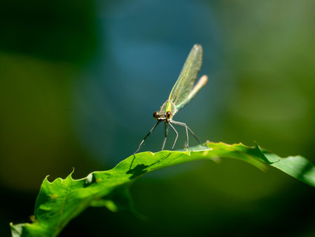 Dragonfly on a green leaf in the garden. Macro photography.の写真素材