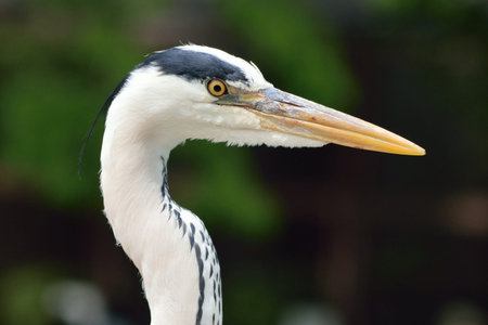 Head of a heron from the Nagoya Zoo, Japan