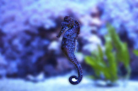 The gorgeous Seahorse floating through a clear lucid sea. Fantastic animal shot.の写真素材