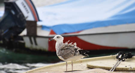 NOVI VINODOLSKI/CROATIA - AUGUST 26 - 2014: The seagull sitting on the boat with feathers blowing in the wind.のeditorial素材