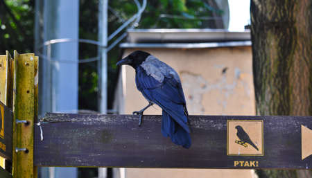 Colorful bird sitting on the sign directing to the birds pavilion in funny situation. This image was taken in Wroclaw Zoo, Poland.のeditorial素材
