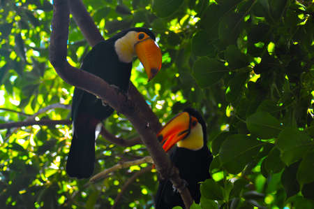 Two toco toucans standing on the branch in tree crown.の写真素材