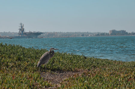 Grey heron on overgrown beach and aircraft carrier in background. Picture is taken in San Diego.の写真素材