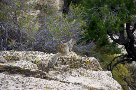 Squirrel looking to the canyon from high rock. Photo is taken in Grand Canyon near Mather Point. Is theme for nature and wildlife.の写真素材
