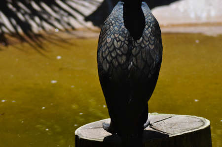 Plumage pattern of White-breasted Cormorant. の写真素材